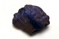 藏品(象門齒碎片)的圖片